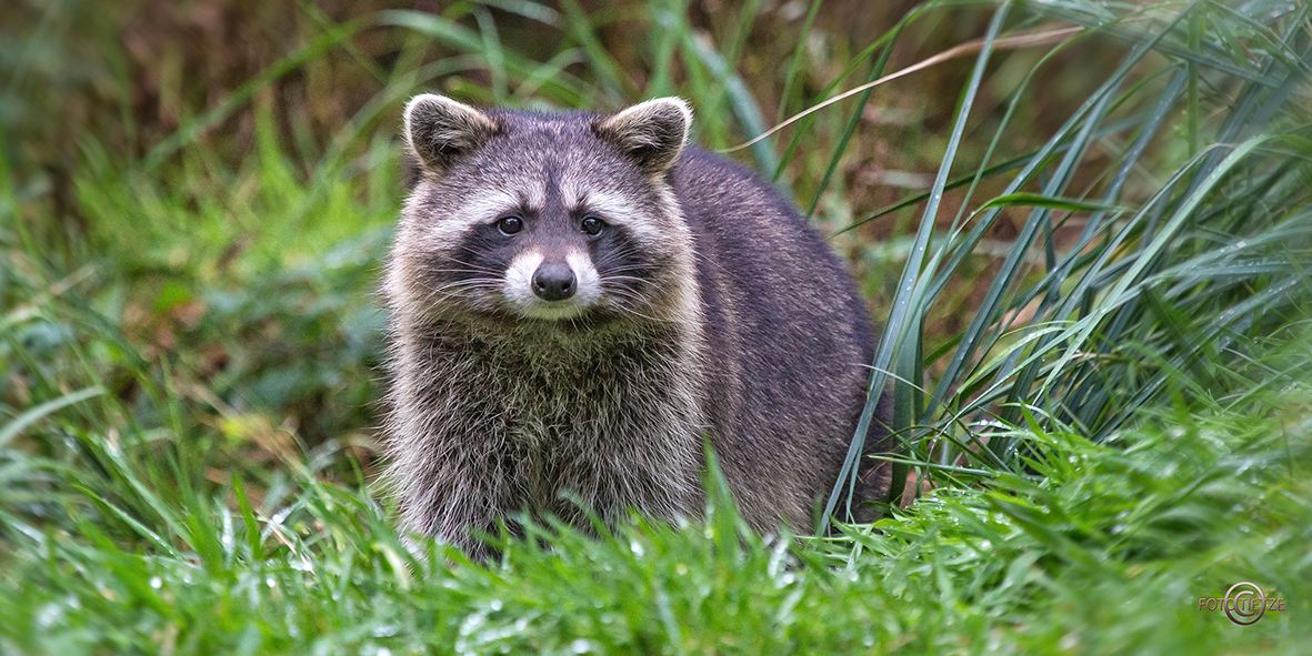 Natur- und Wildtierfotografie