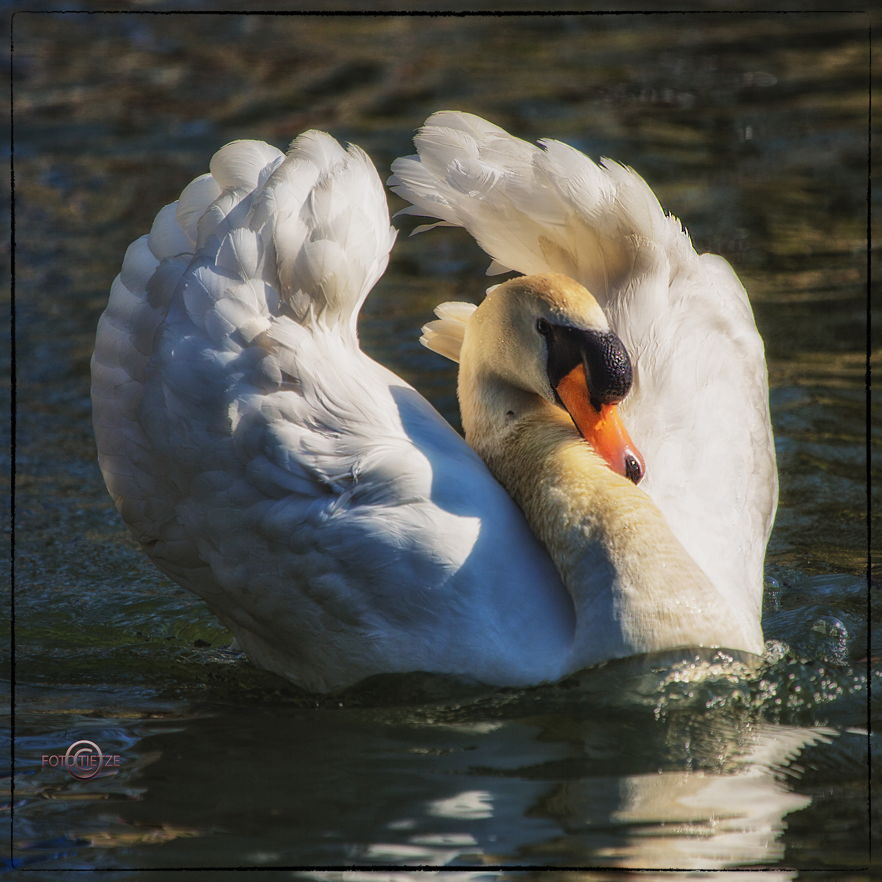 Natur- und Wildtierfotografie