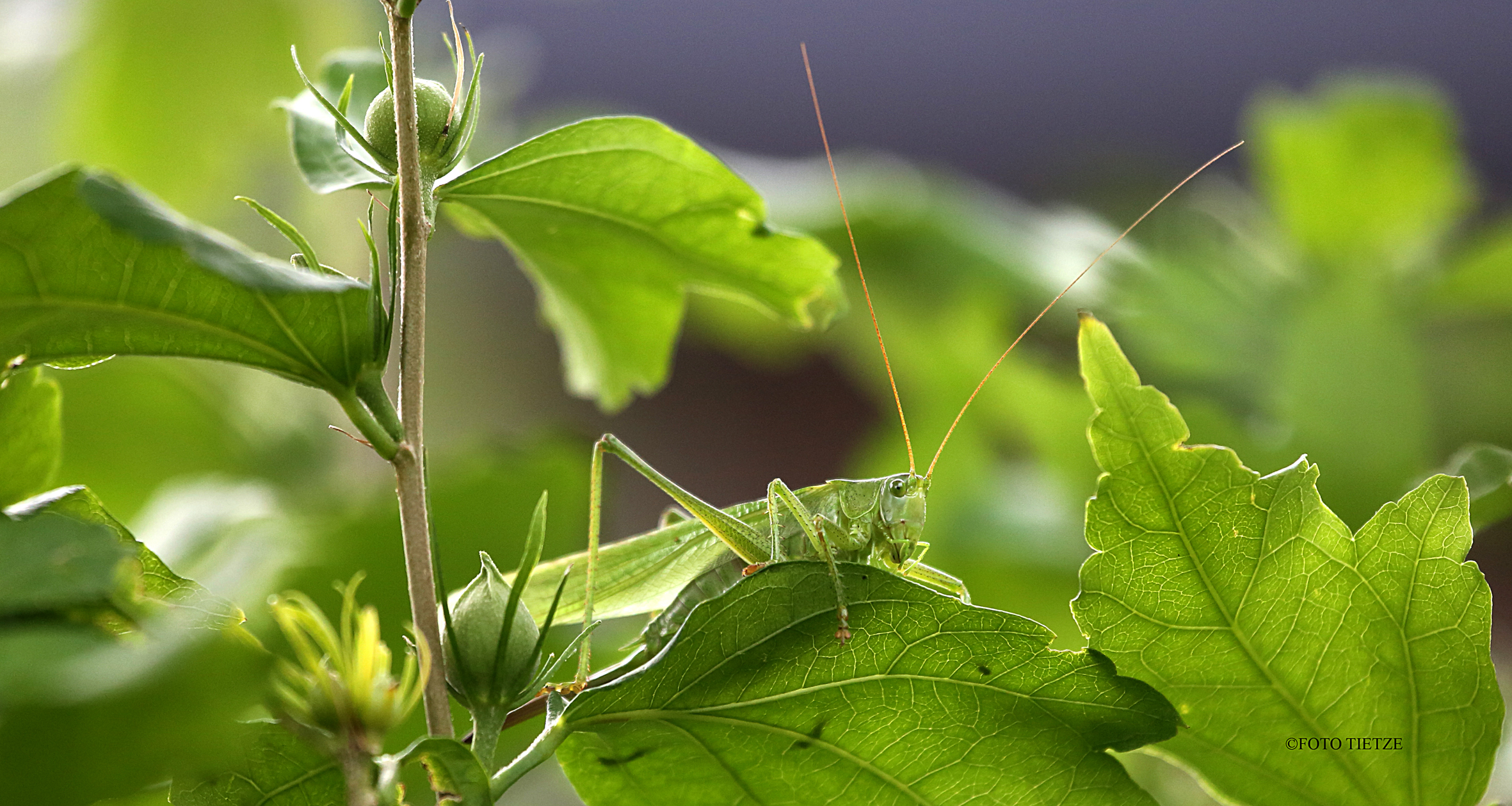 Natur- und Wildtierfotografie