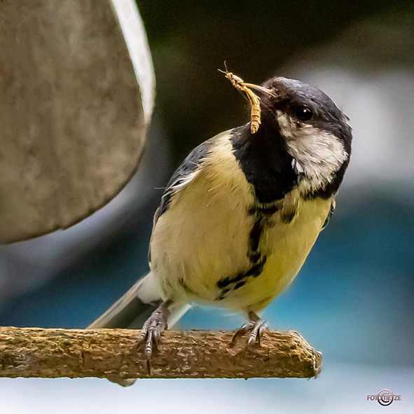 Natur- und Wildtierfotografie