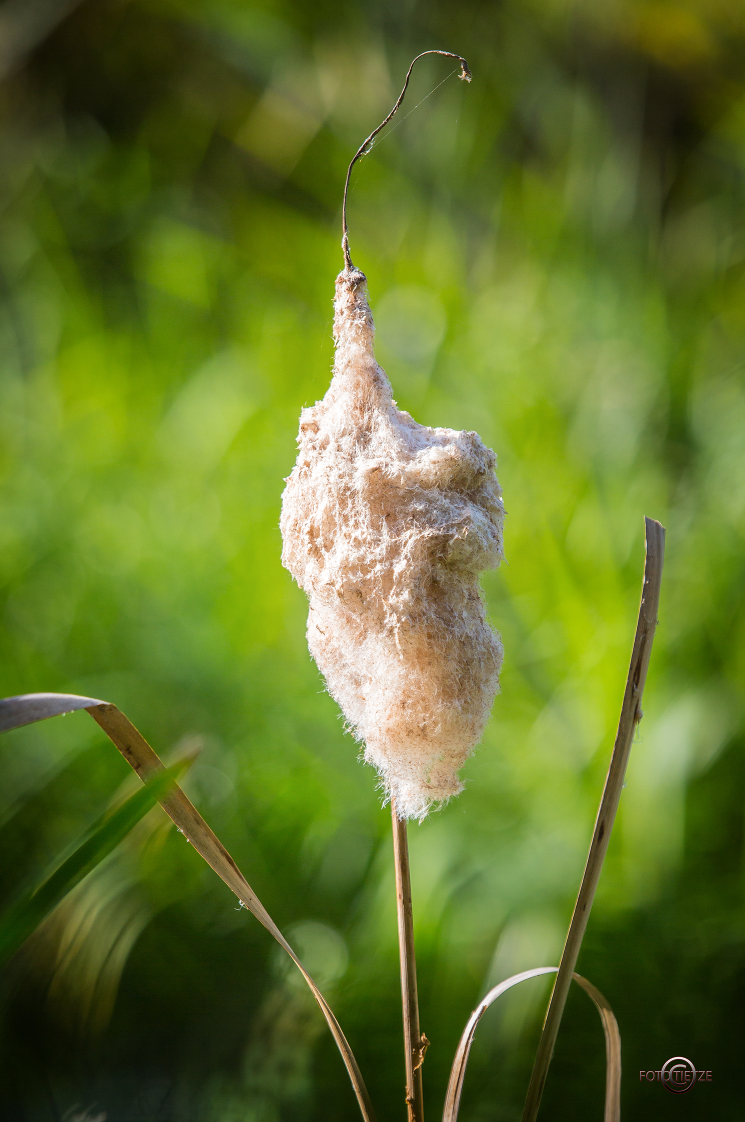 Natur- und Wildtierfotografie