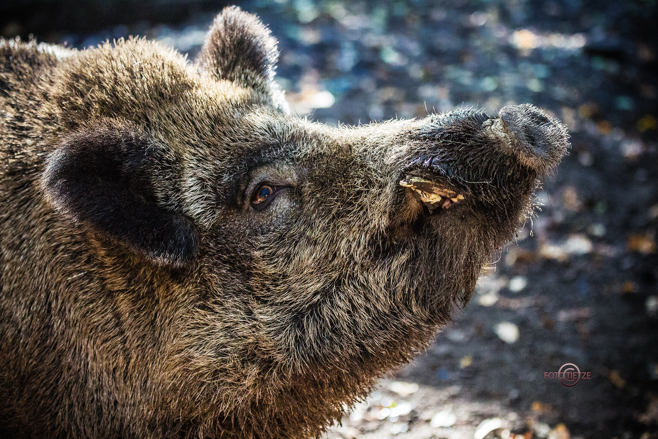 Natur- und Wildtierfotografie