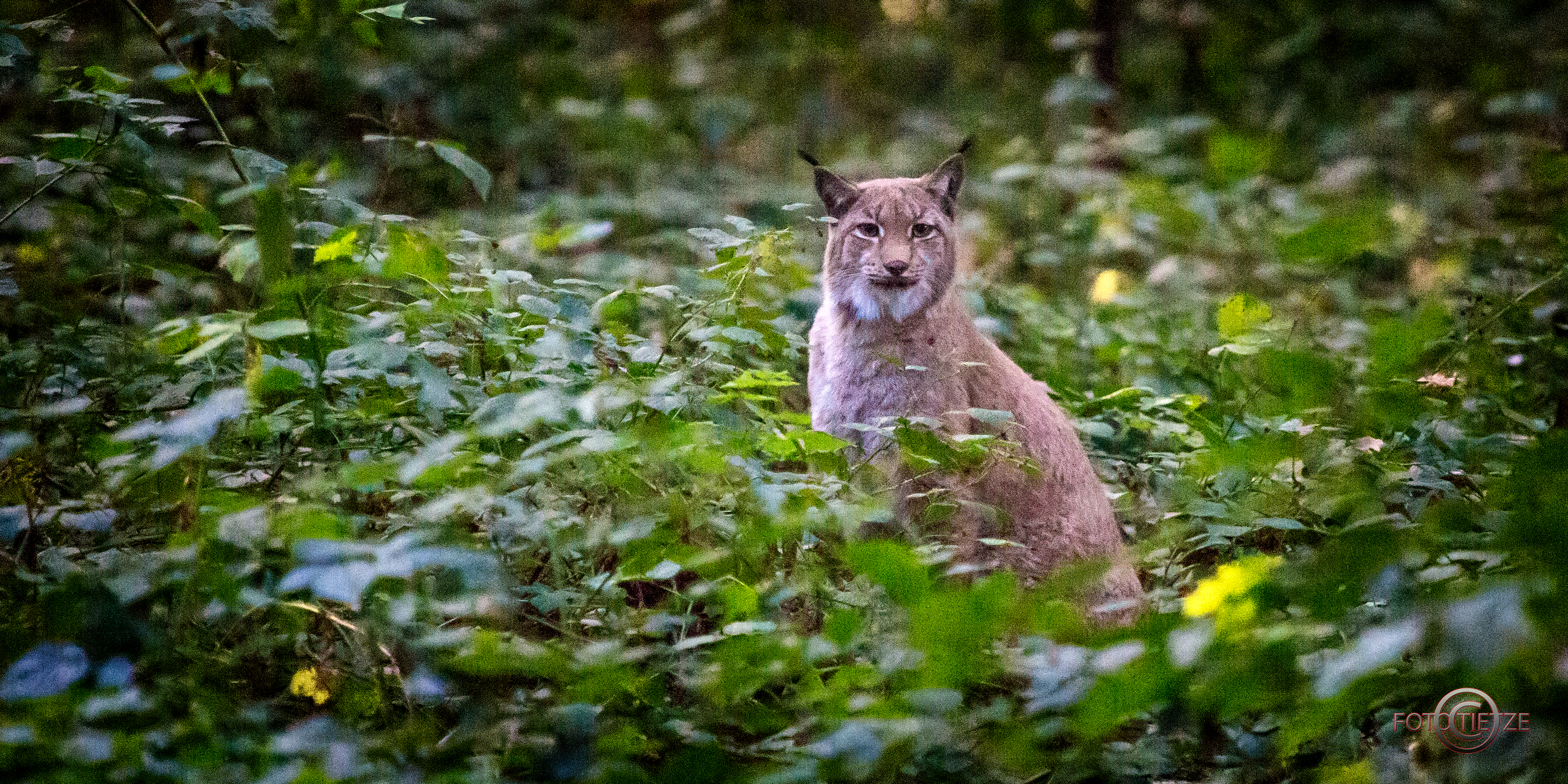 Natur- und Wildtierfotografie