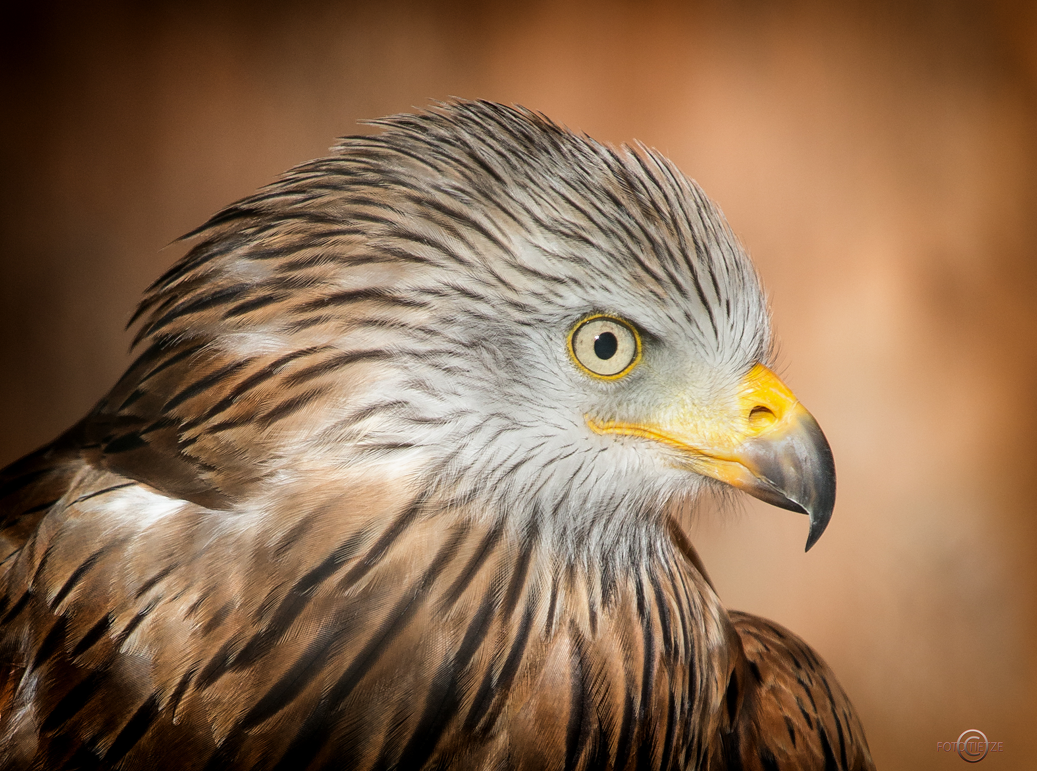 Natur- und Wildtierfotografie