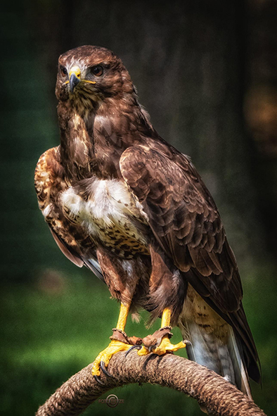 Natur- und Wildtierfotografie