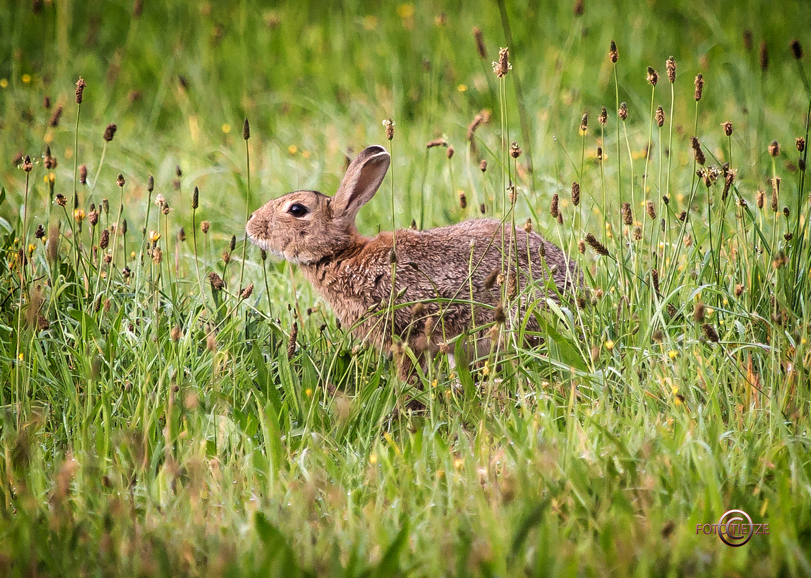 Natur- und Wildtierfotografie