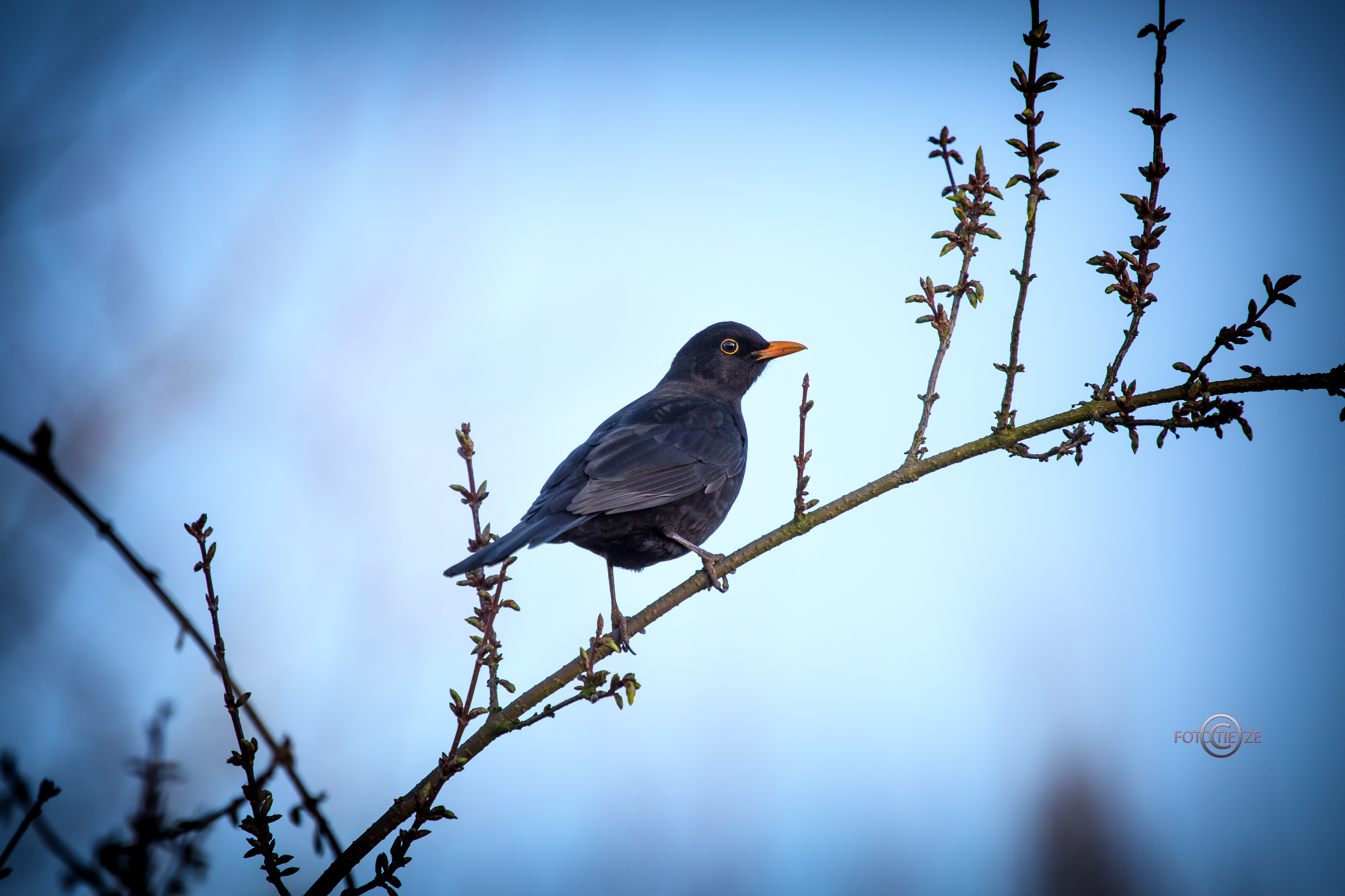 Natur- und Wildtierfotografie