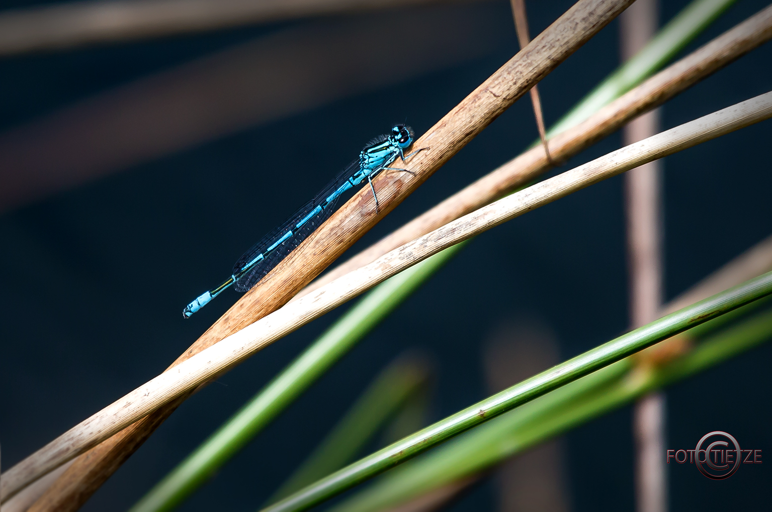 Natur- und Wildtierfotografie
