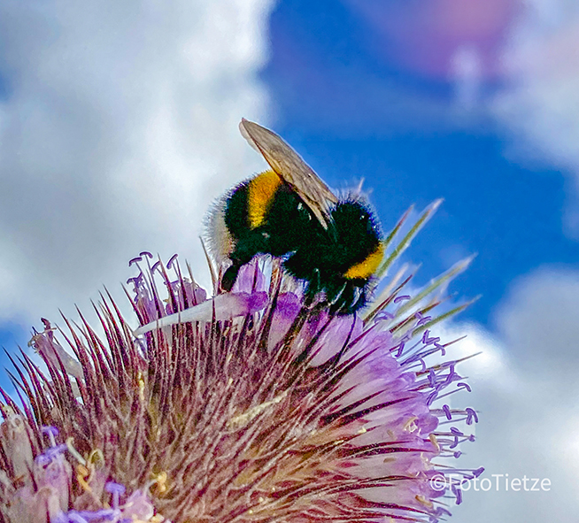 Natur- und Wildtierfotografie