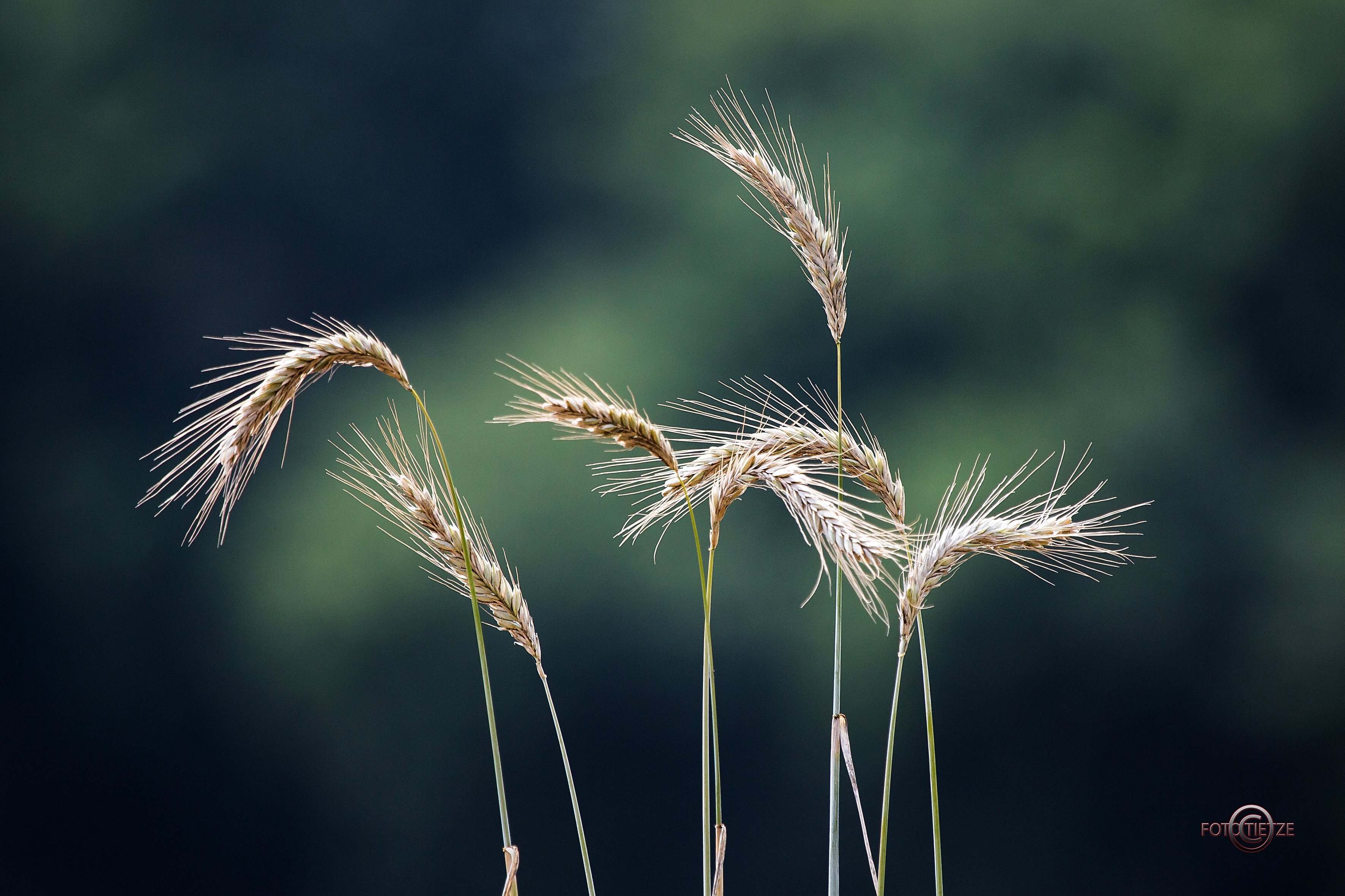 Natur- und Wildtierfotografie