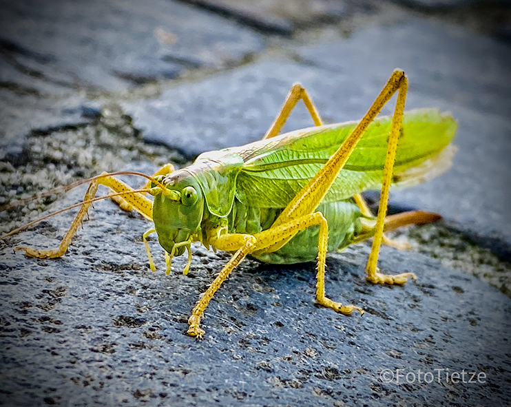 Natur- und Wildtierfotografie