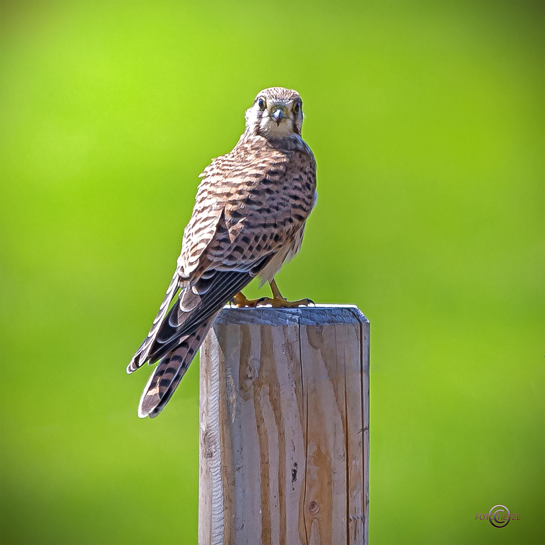 Natur- und Wildtierfotografie