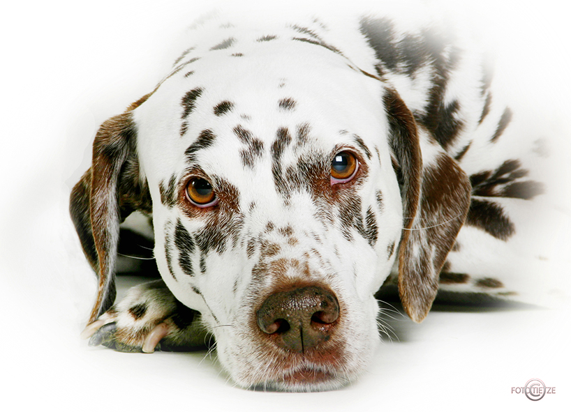 Tiere