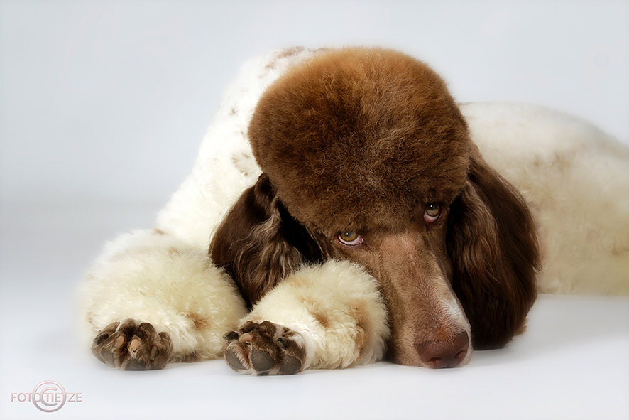 Tiere