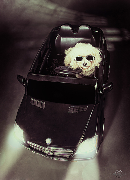 Tiere